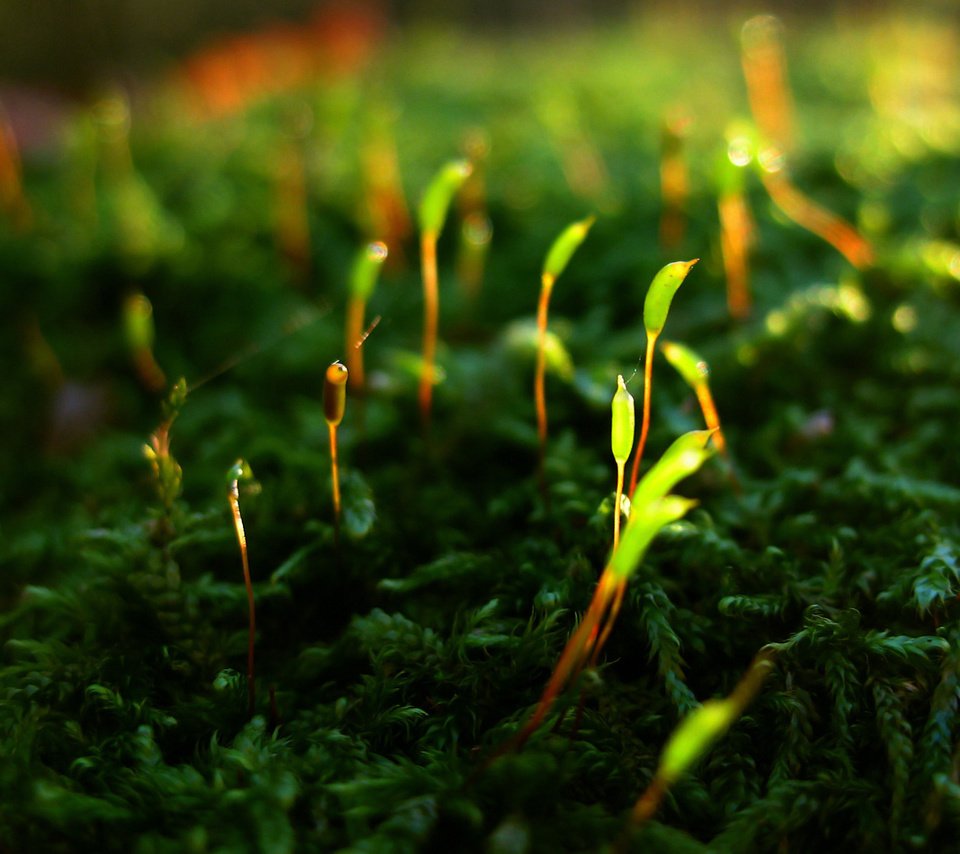 Обои мох, жизнь, растение.побеги, возрождение, moss, life, plant.shoots, revival разрешение 1920x1200 Загрузить