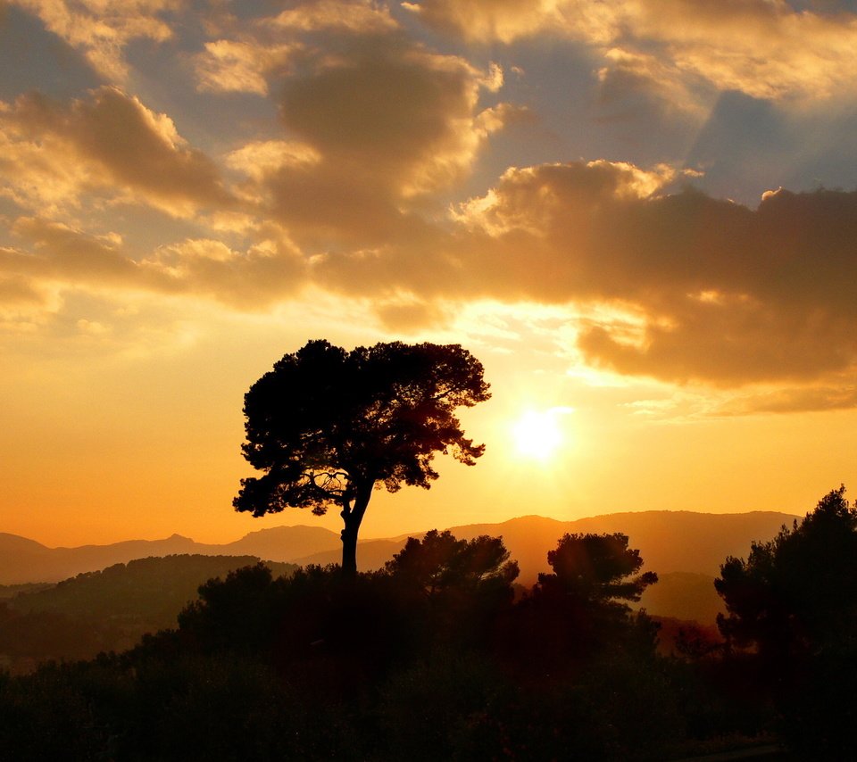 Обои облака, солнце, дерево, закат, golden sun, clouds, the sun, tree, sunset разрешение 2560x1600 Загрузить
