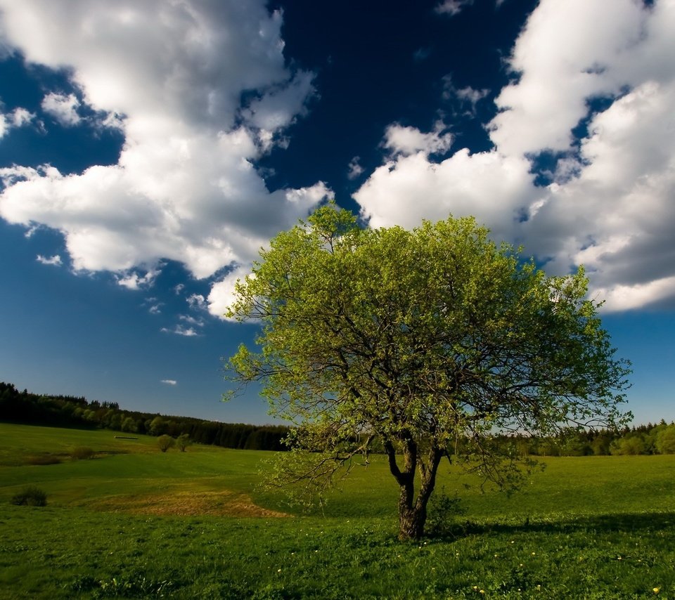 Обои небо, облака, дерево, лес, поле, the sky, clouds, tree, forest, field разрешение 1920x1200 Загрузить