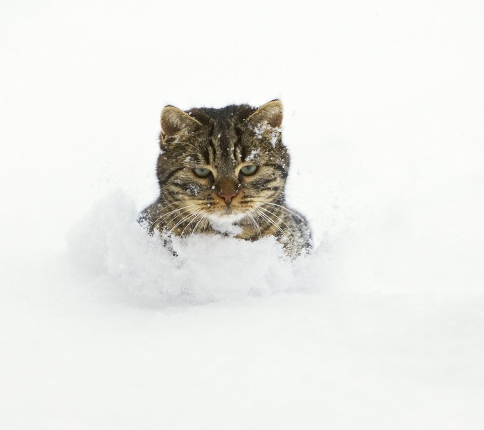 Обои снег, кот, сугробы, snow, cat, the snow разрешение 5100x3400 Загрузить
