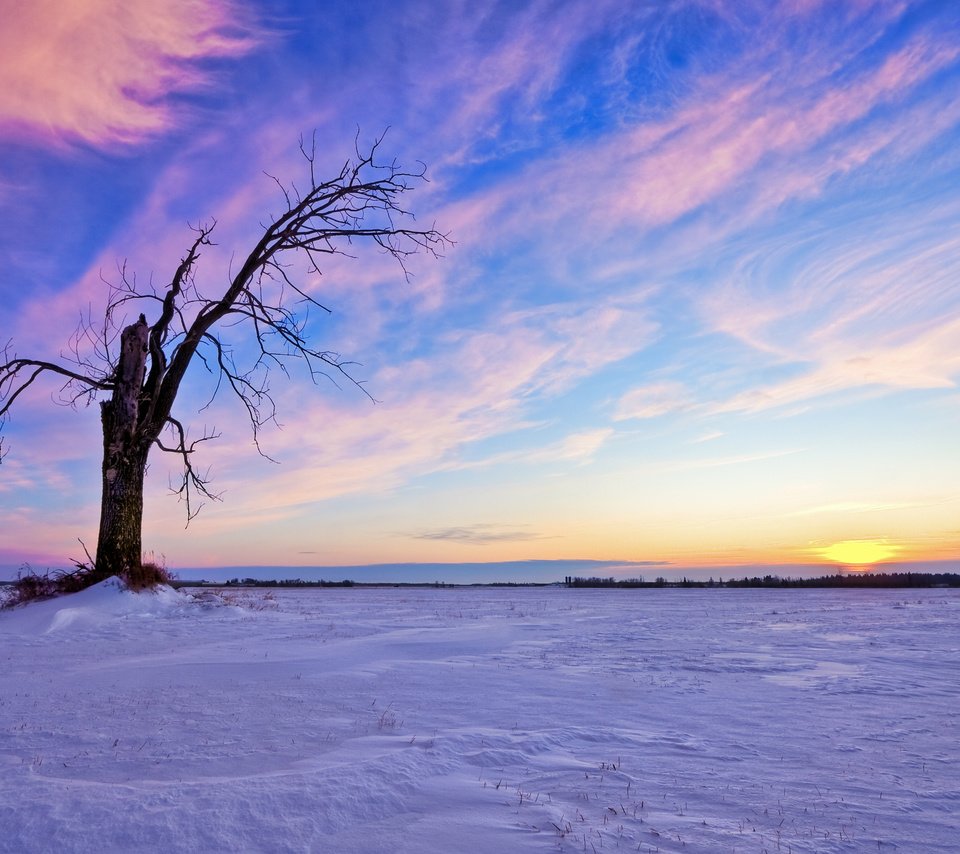 Обои небо, облака, солнце, снег, дерево, закат, зима, the sky, clouds, the sun, snow, tree, sunset, winter разрешение 2560x1600 Загрузить