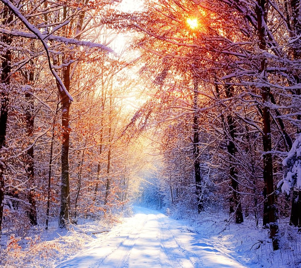 Обои деревья, снег, лес, зима, утро, trees, snow, forest, winter, morning разрешение 2560x1600 Загрузить