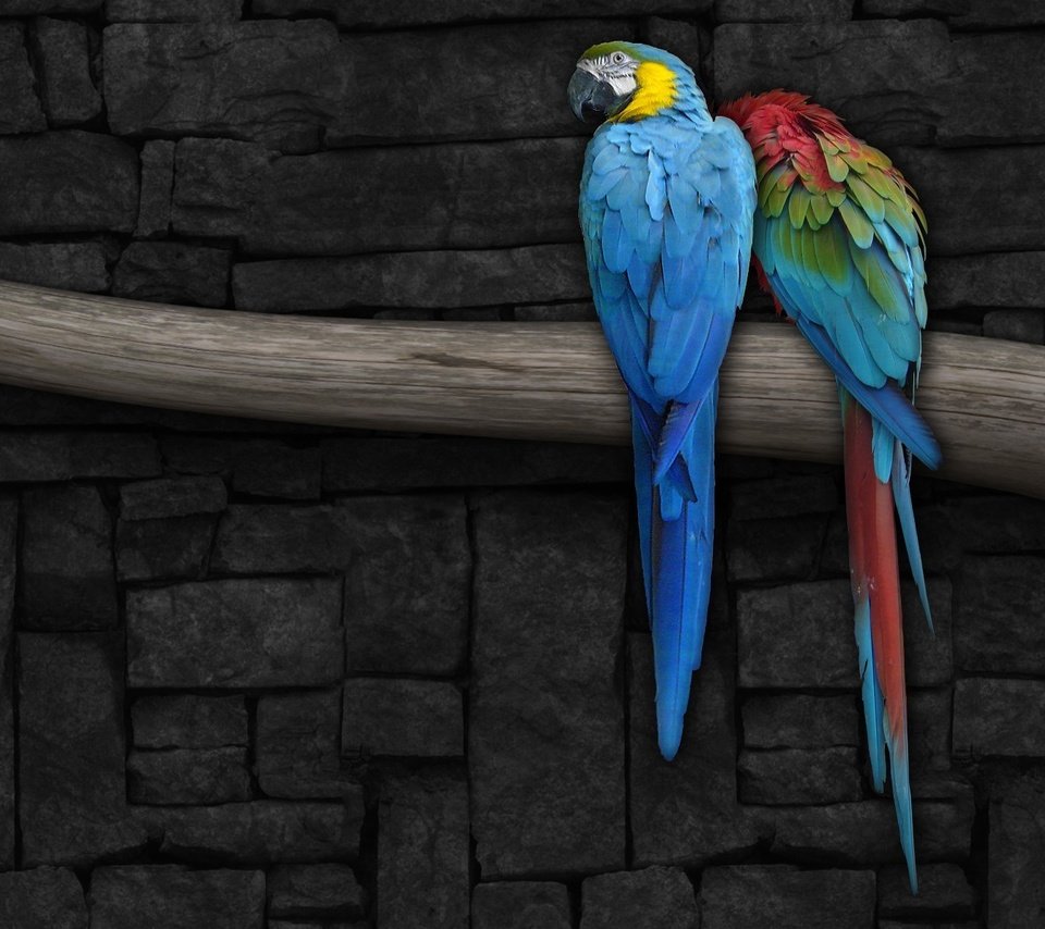 Обои рисунок, ветка, стена, попугай, figure, branch, wall, parrot разрешение 1920x1200 Загрузить