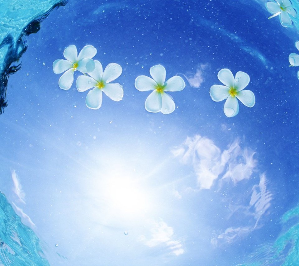 Обои цветы, вода, отражение, голубой, flowers, water, reflection, blue разрешение 1920x1200 Загрузить