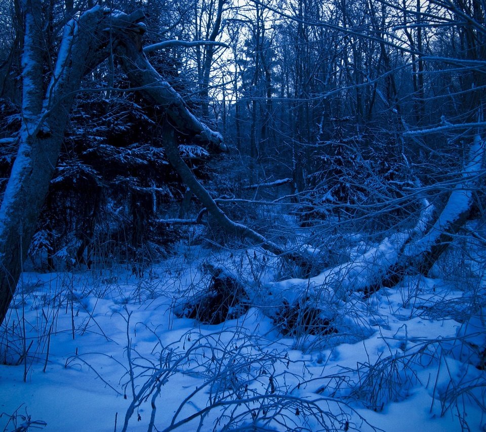 Обои лес, зима, синий, forest, winter, blue разрешение 2272x1704 Загрузить