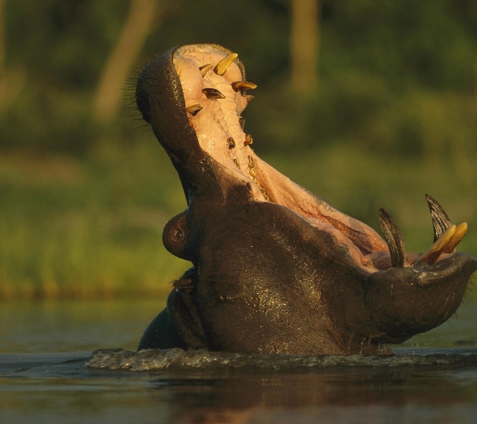 Обои река, животные, зубы, пасть, бегемот, гипопотам, животно е, river, animals, teeth, mouth, hippo разрешение 1920x1200 Загрузить