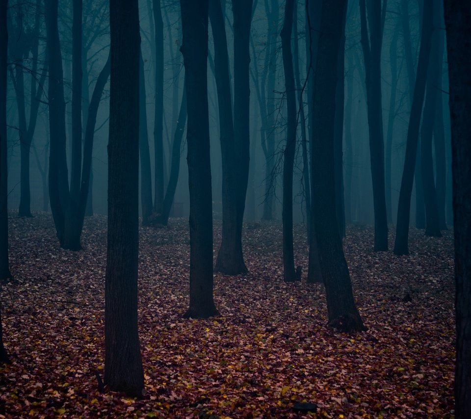 Обои листья, мрачный лес, стволы деревьев, leaves, dark forest, the trunks of the trees разрешение 1920x1200 Загрузить