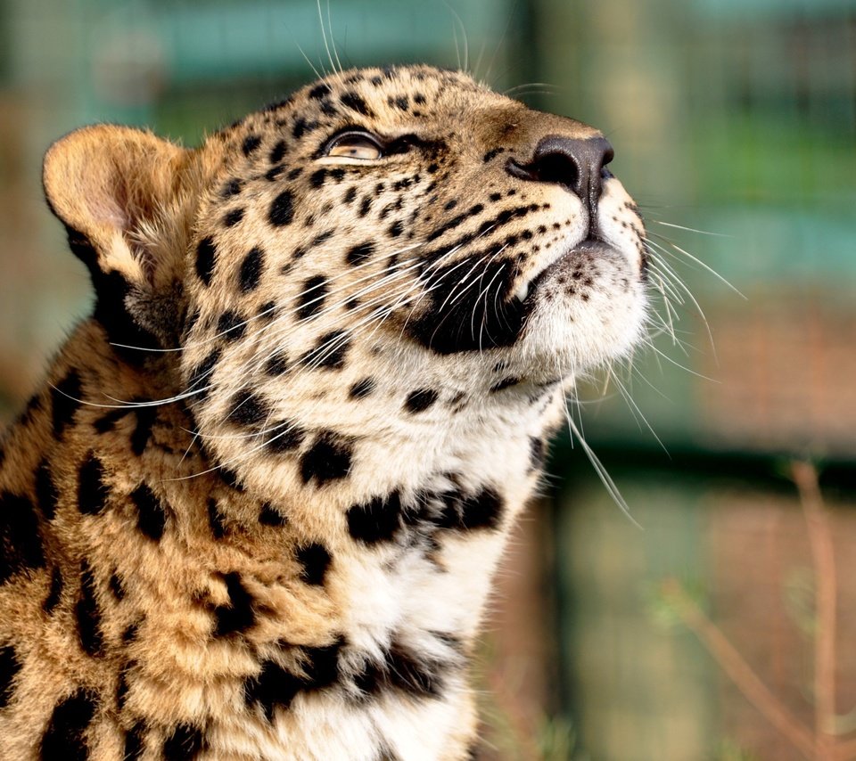 Обои леопард, голова, мечтательность, leopard, head, daydreaming разрешение 2560x1600 Загрузить