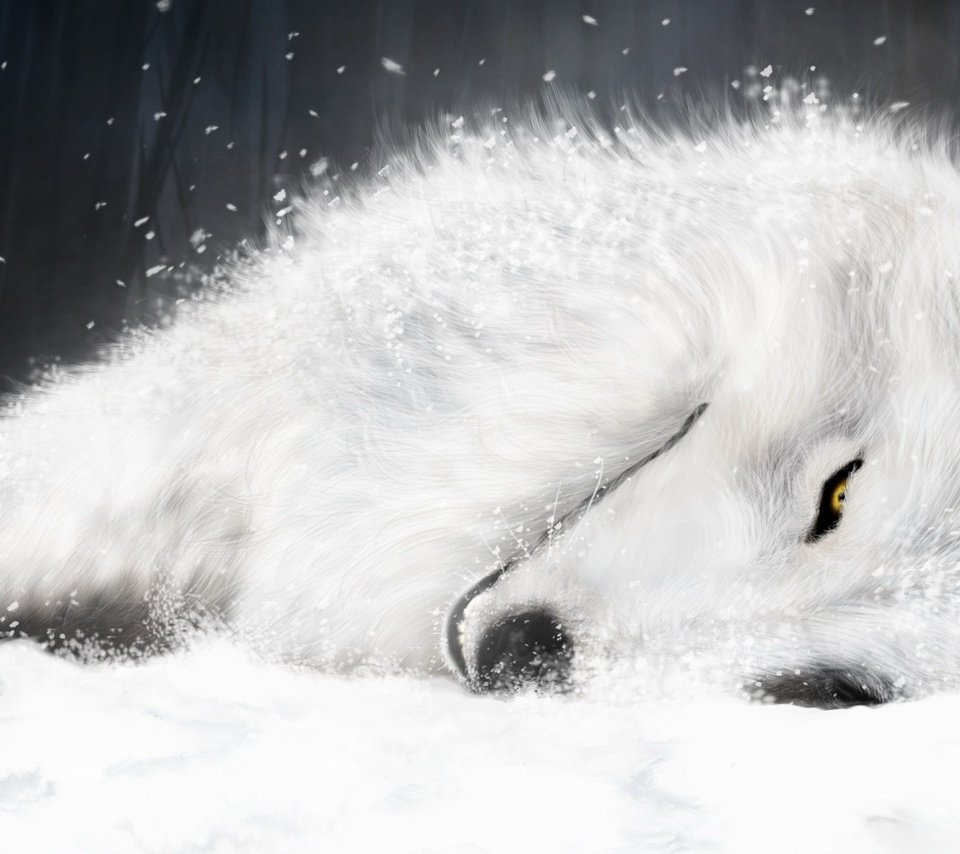 Обои рисунок, белый, волк, волчий дождь, figure, white, wolf, wolf's rain разрешение 1920x1200 Загрузить