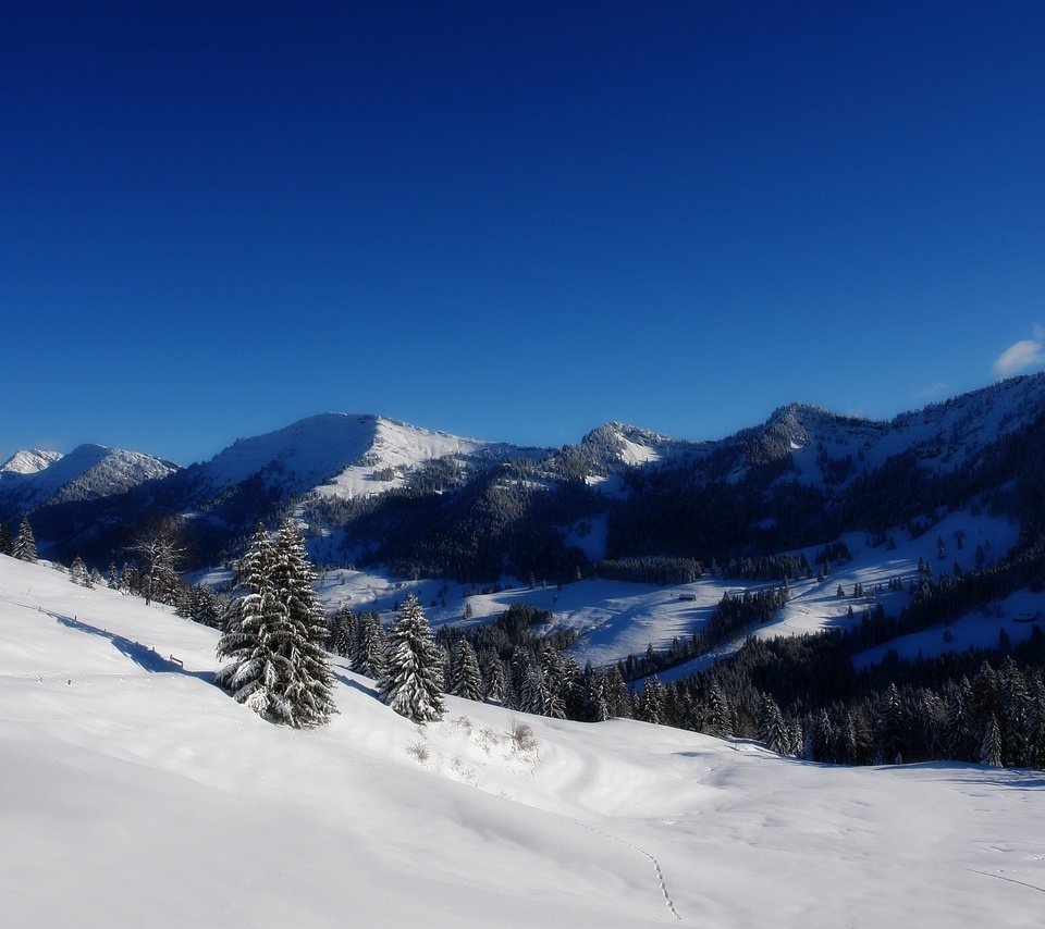 Обои деревья, горы, снег, зима, trees, mountains, snow, winter разрешение 2560x1600 Загрузить