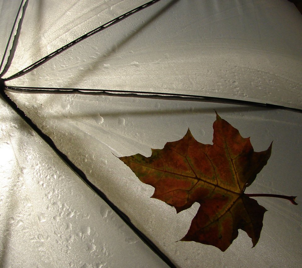 Обои обои, лист, дождь, разное, зонтик, погода, leav, wallpaper, sheet, rain, different, umbrella, weather разрешение 2560x1600 Загрузить