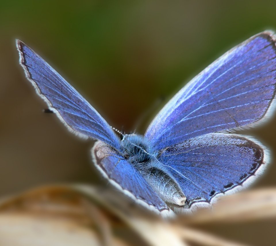 Обои фокус камеры, синий, бабочка, the focus of the camera, blue, butterfly разрешение 1920x1440 Загрузить