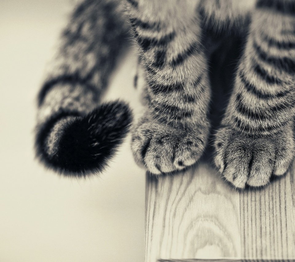 Обои кот, лапы, чёрно-белое, стол, хвост, крупным планом, cat, paws, black and white, table, tail, closeup разрешение 2560x1600 Загрузить