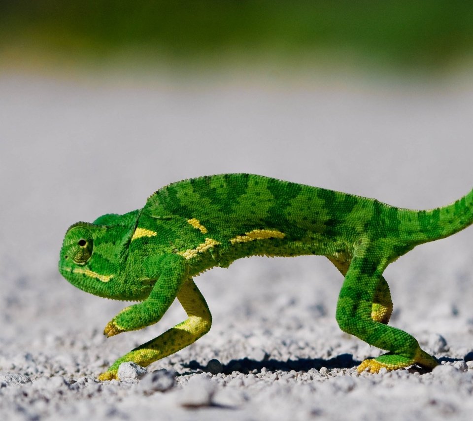 Обои зелёный, хамелеон, чешуя, green, chameleon, scales разрешение 2560x1600 Загрузить