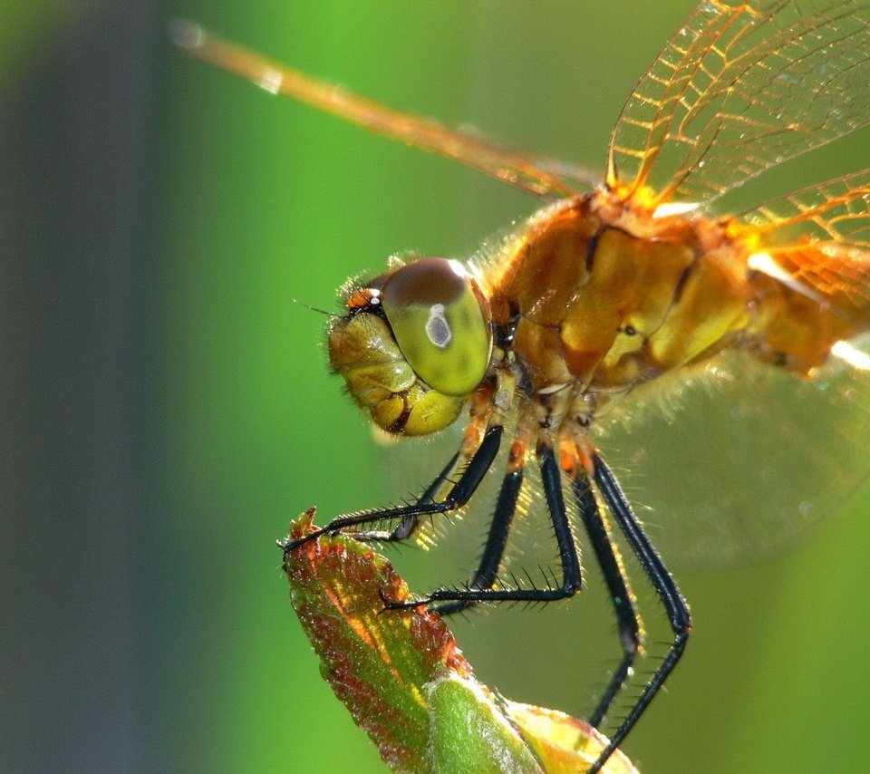 Обои насекомое, крылья, стрекоза, стебель, крупным планом, insect, wings, dragonfly, stem, closeup разрешение 1920x1440 Загрузить