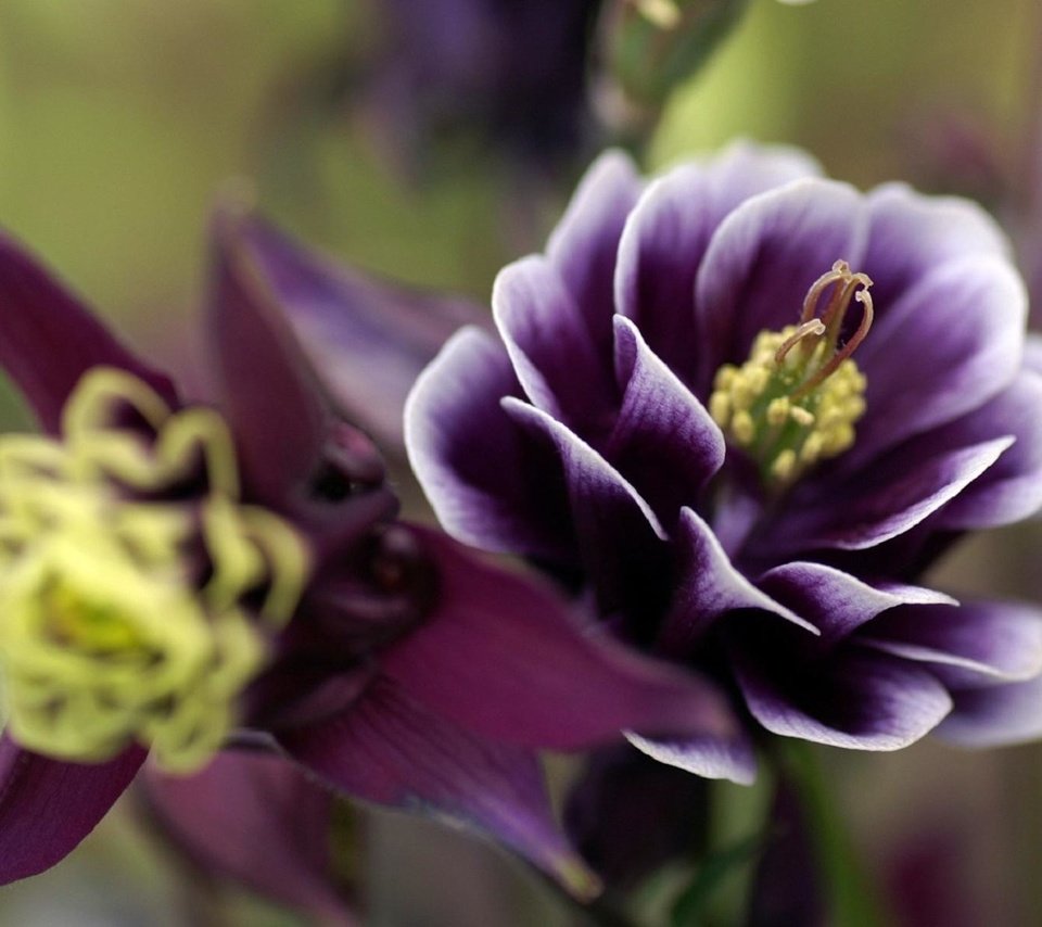 Обои макро, цветок, лепестки, растение, аквилегия, macro, flower, petals, plant, aquilegia разрешение 1920x1200 Загрузить