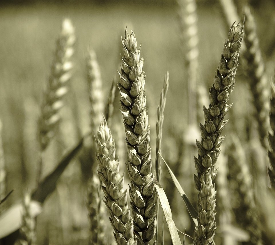 Обои макро, пшеница, зерно, macro, wheat, grain разрешение 1920x1200 Загрузить