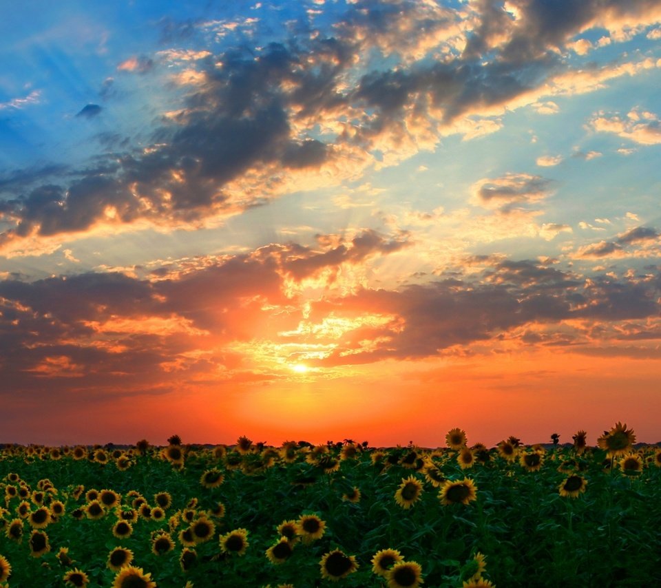 Обои закат, лучи, поле, подсолнухи, солнца, sunset, rays, field, sunflowers, the sun разрешение 1920x1080 Загрузить