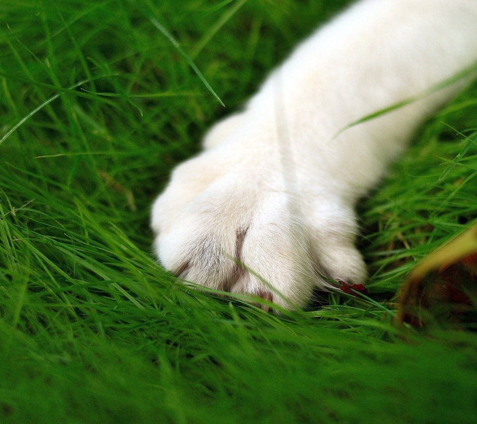 Обои зелень, кошка, лапа, макросьемка, greens, cat, paw, microsemi разрешение 2560x1600 Загрузить