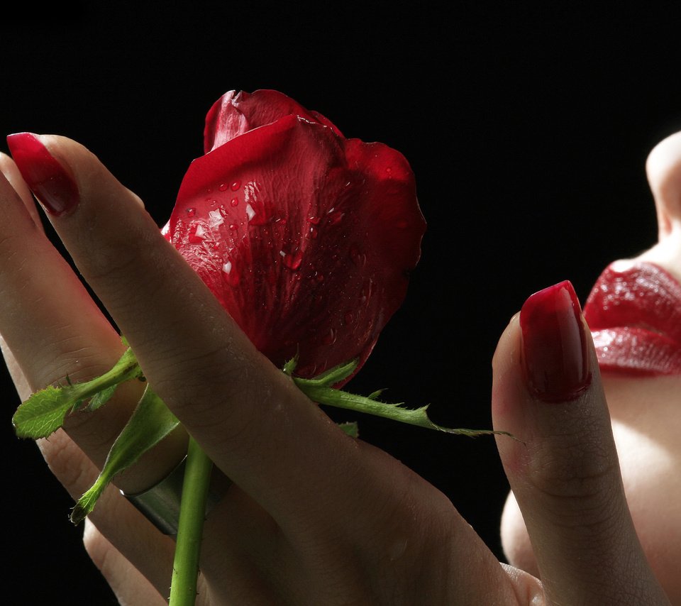 Обои рука, девушка, роза, красная, губы, лицо, ладонь, ногти, hand, girl, rose, red, lips, face, palm, nails разрешение 2560x1600 Загрузить