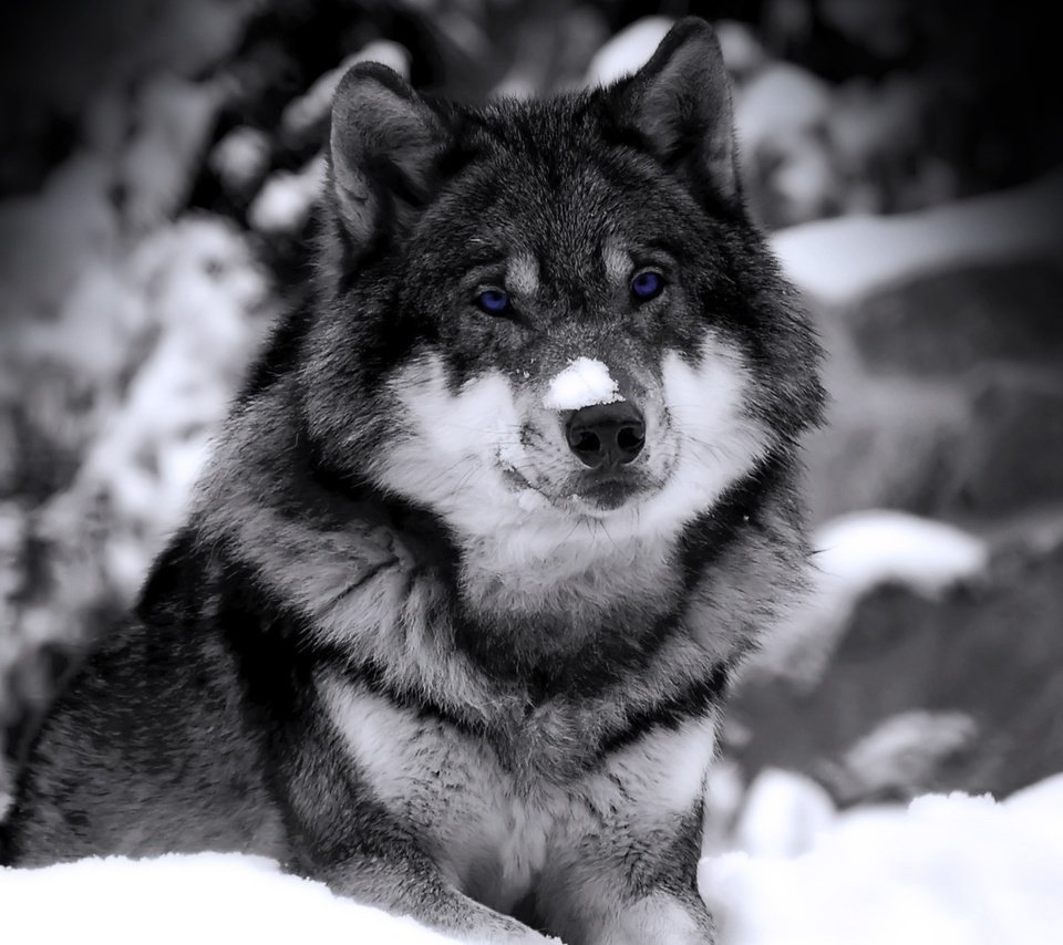 Обои снег, зима, взгляд, хищник, чб, зверь, волк, snow, winter, look, predator, bw, beast, wolf разрешение 1920x1200 Загрузить
