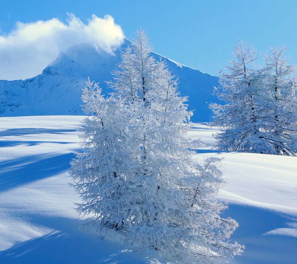 Обои горы, снег, ель, mountains, snow, spruce разрешение 1920x1200 Загрузить