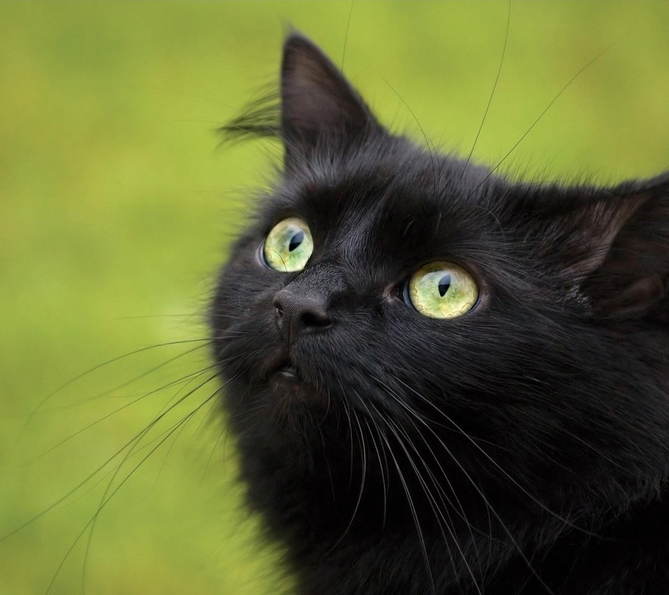 Обои кошка, взгляд, черный, cat, look, black разрешение 1920x1200 Загрузить
