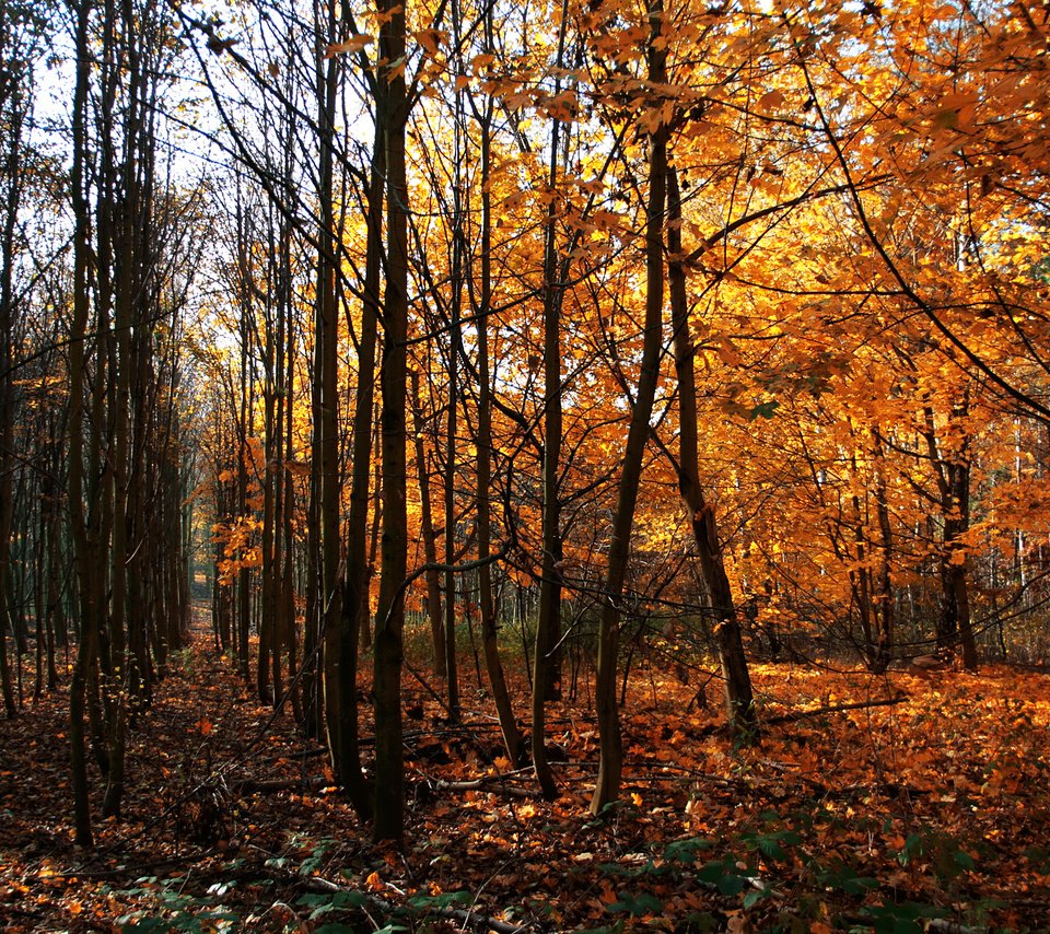 Обои деревья, осень, германия, way of wood, trees, autumn, germany разрешение 2500x1563 Загрузить