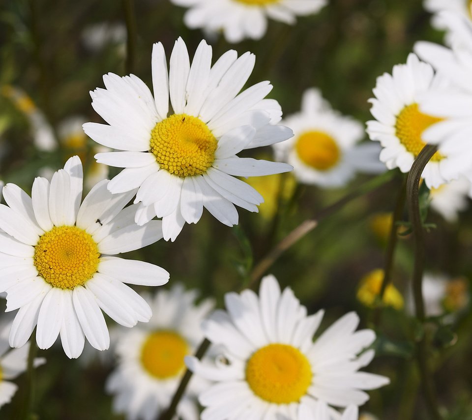 Обои цветы, лепестки, ромашки, много, белоснежные, flowers, petals, chamomile, a lot, white разрешение 2560x1600 Загрузить