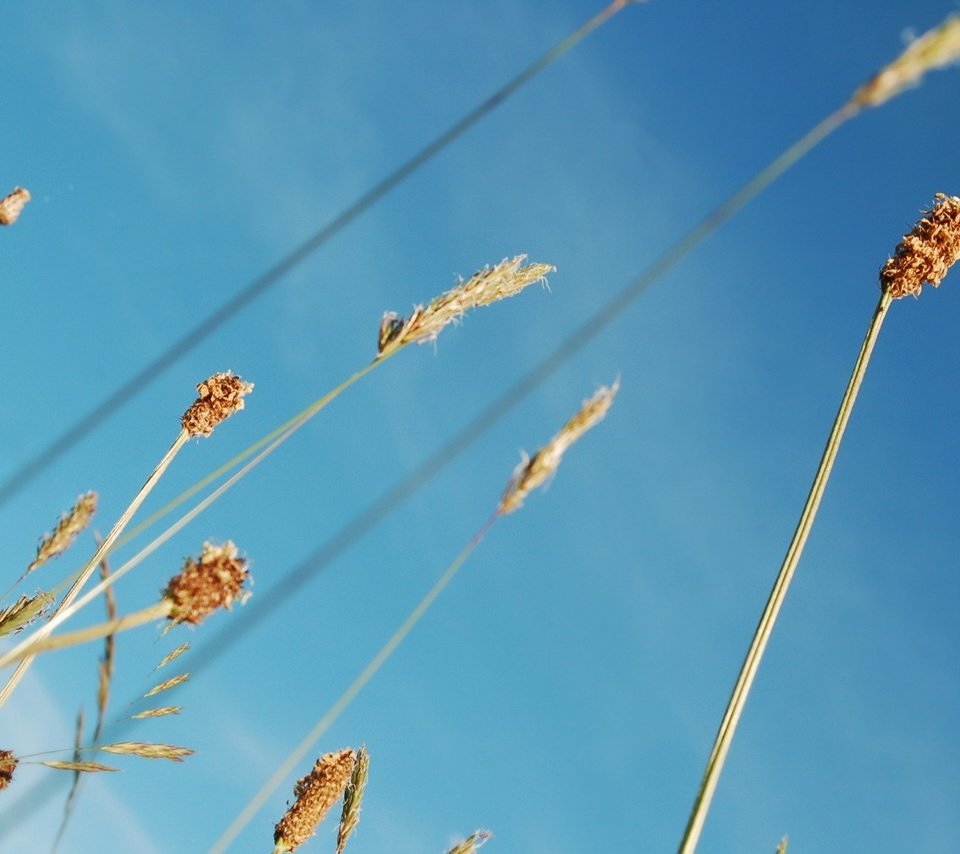 Обои небо, растения, синий, стебли, the sky, plants, blue, stems разрешение 1920x1200 Загрузить