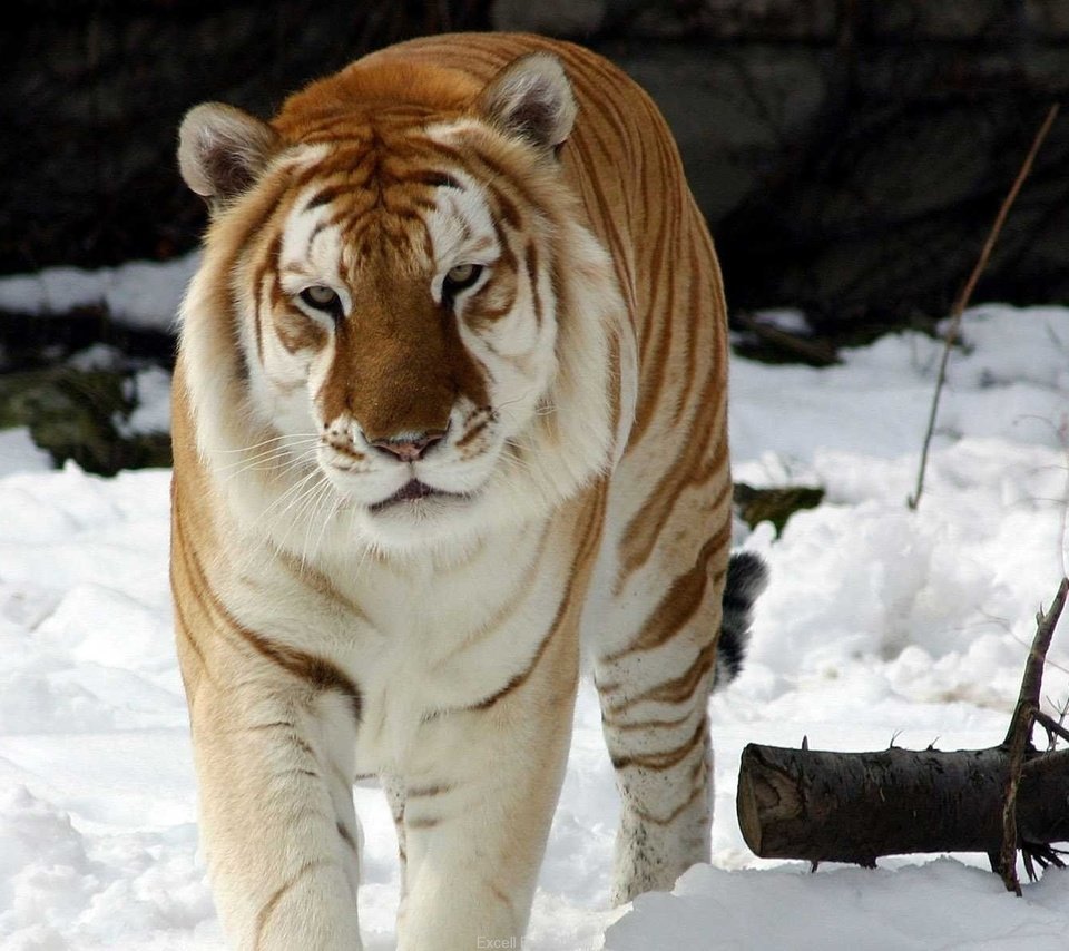 Обои тигр, снег, зима, животное, snow tiger, золотой тигр, tiger, snow, winter, animal, golden tiger разрешение 1920x1200 Загрузить