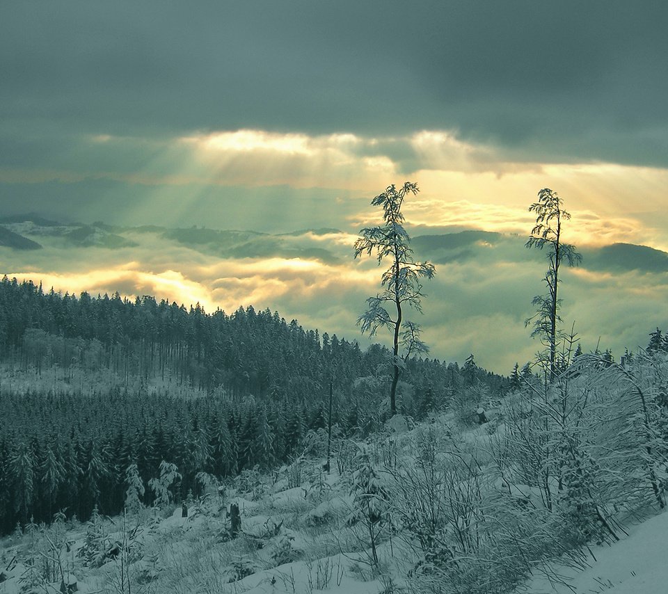 Обои снег, лес, лучи, snow, forest, rays разрешение 1920x1080 Загрузить