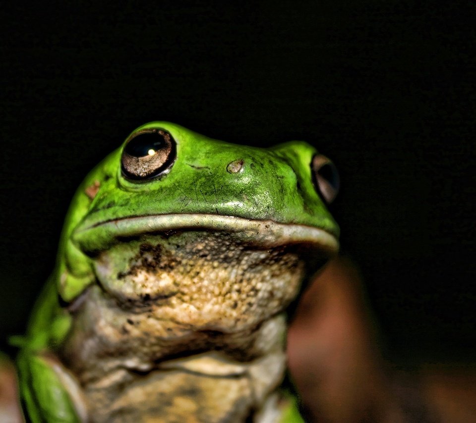 Обои лягушка, темный фон, жаба, frog, the dark background, toad разрешение 1920x1200 Загрузить