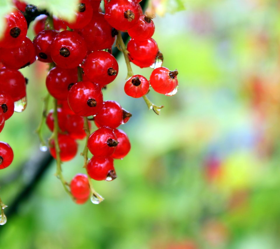 Обои капли, ягоды, красное, красная смородина, росса, смородина, drops, berries, red, red currant, ross, currants разрешение 4752x3168 Загрузить