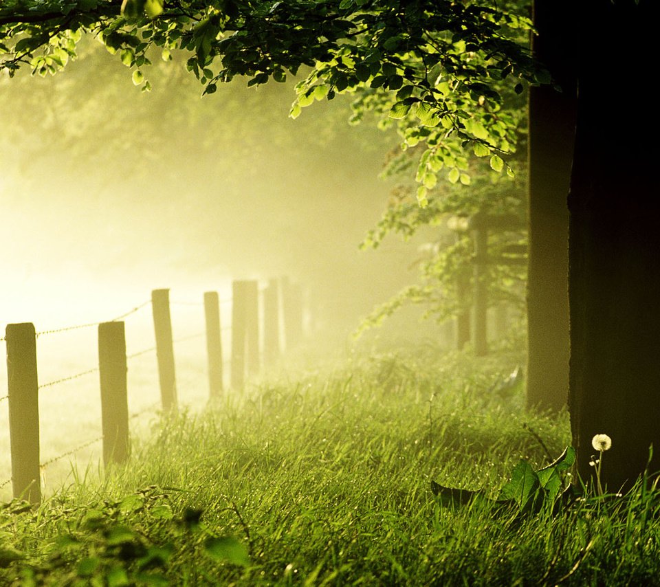 Обои трава, деревья, лес, утро, туман, забор, одуванчик, газон, grass, trees, forest, morning, fog, the fence, dandelion, lawn разрешение 1920x1200 Загрузить