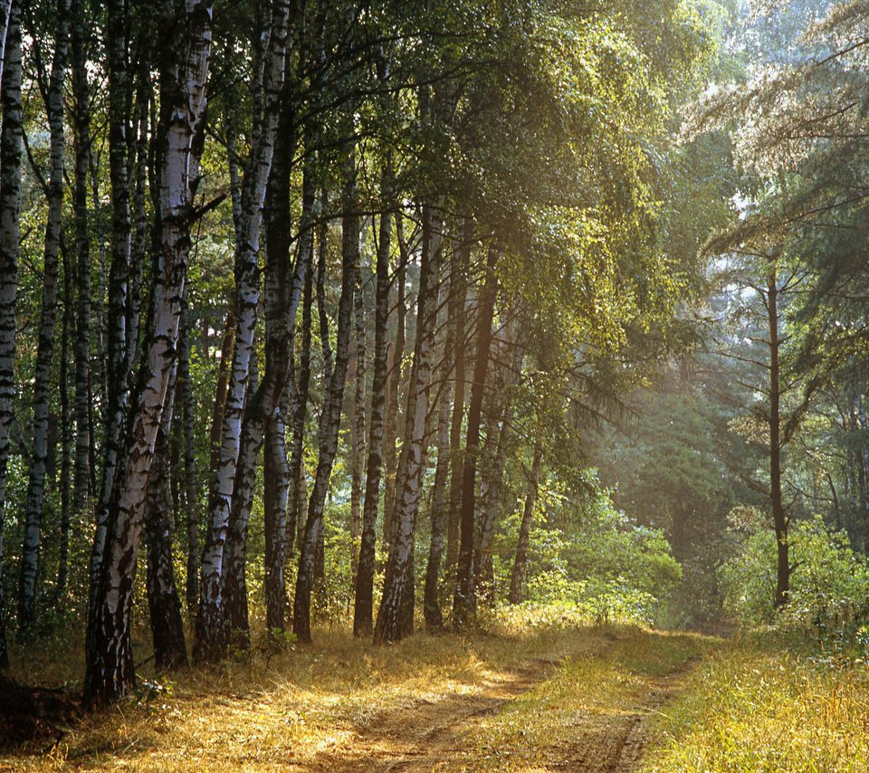 Обои дорога, деревья, лес, лучи, березы, road, trees, forest, rays, birch разрешение 1920x1200 Загрузить