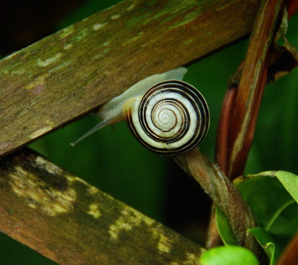 Обои листья, зелёный, улитка, leaves, green, snail разрешение 1920x1200 Загрузить