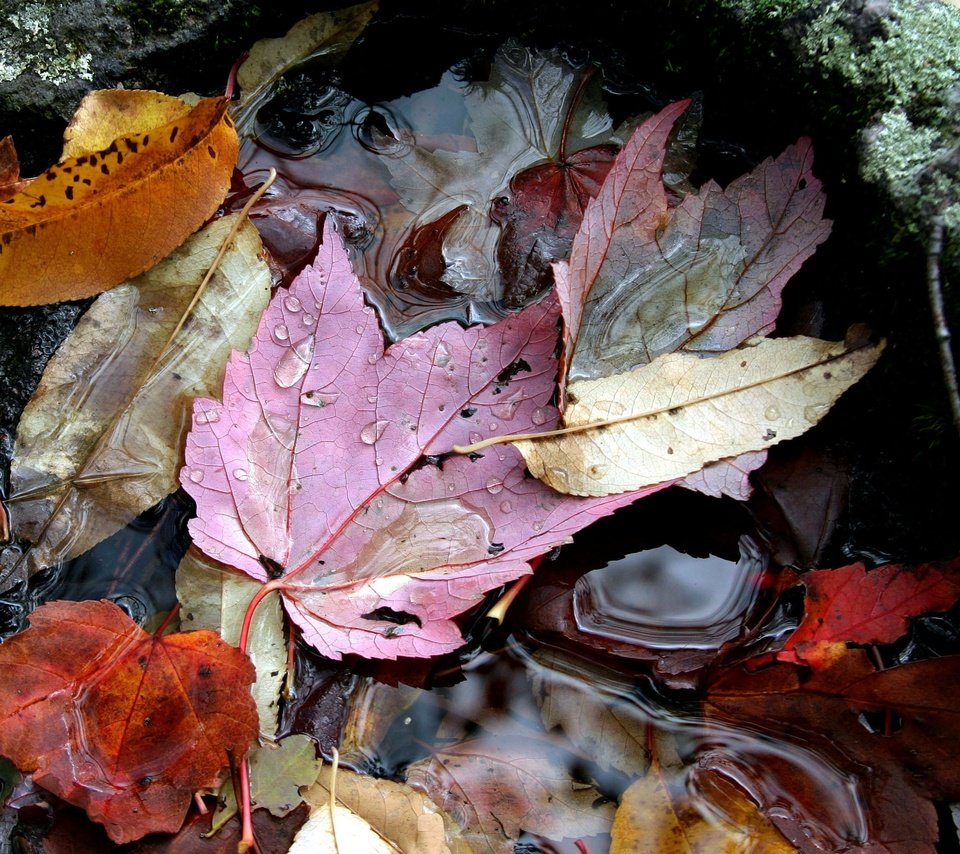 Обои вода, листья, осень, water, leaves, autumn разрешение 2364x1936 Загрузить