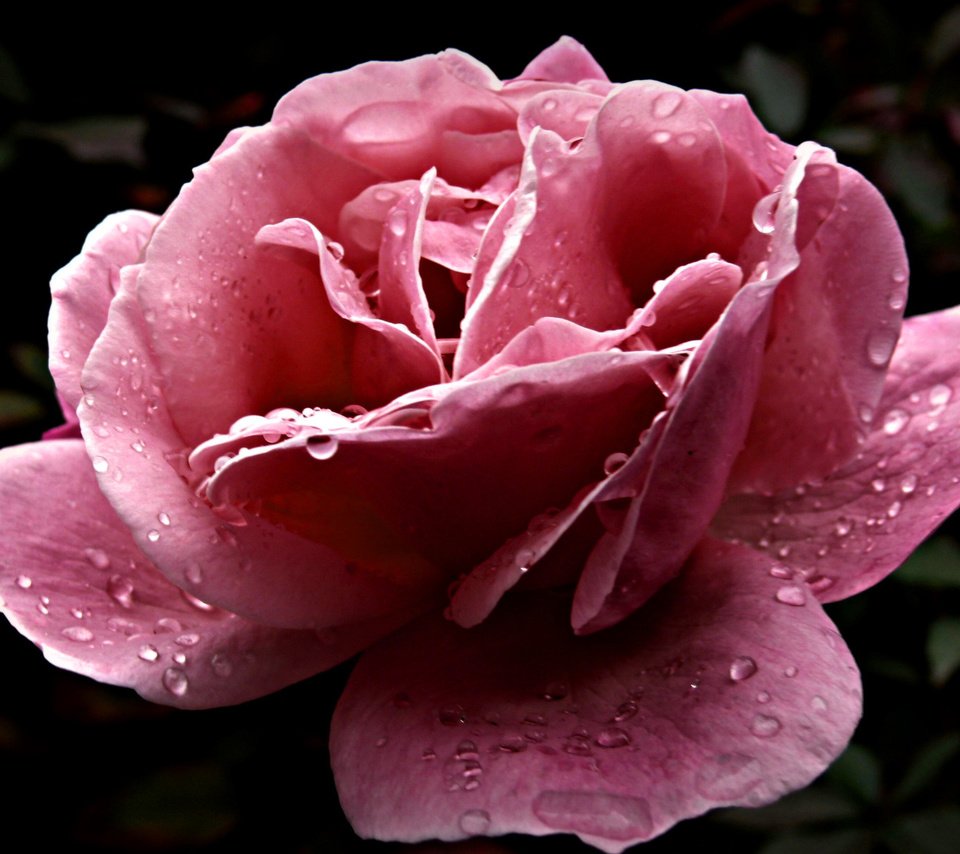 Обои цветок, роса, капли, лепестки, розовый, flower, rosa, drops, petals, pink разрешение 1920x1200 Загрузить