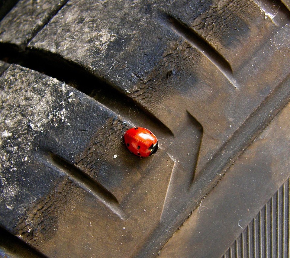 Обои жук, колесо, beetle, wheel разрешение 1920x1200 Загрузить