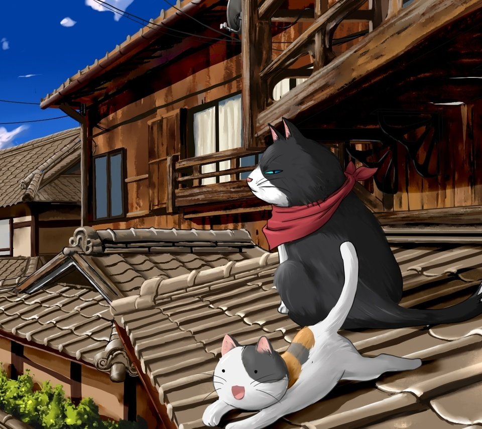 Обои коты, крыша, nyan koi, cats, roof разрешение 1920x1080 Загрузить