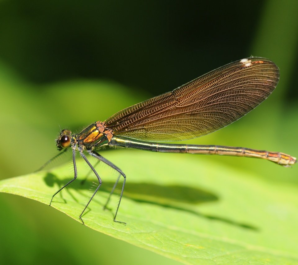 Обои зелёный, лист, насекомые, стрекоза, green, sheet, insects, dragonfly разрешение 4288x2848 Загрузить