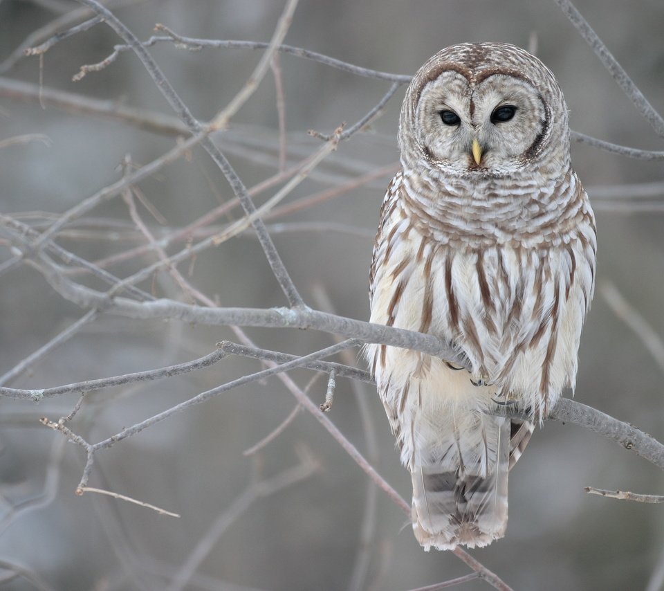 Обои сова, дерево, зима, ветви, осень, серый, owl, tree, winter, branch, autumn, grey разрешение 3072x2048 Загрузить