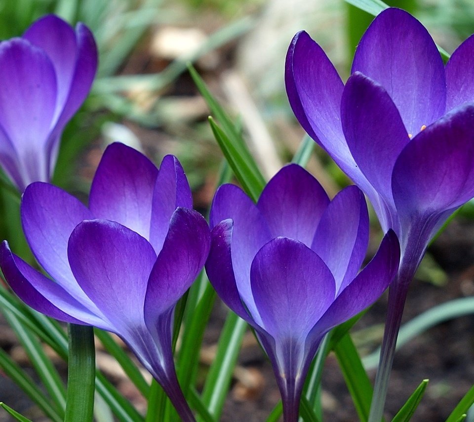 Обои цветы, зелень, фиолетовые, flowers, greens, purple разрешение 1920x1200 Загрузить