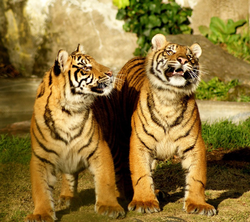 Обои тигр, природа, дуэт, tiger, nature, duo разрешение 1920x1200 Загрузить
