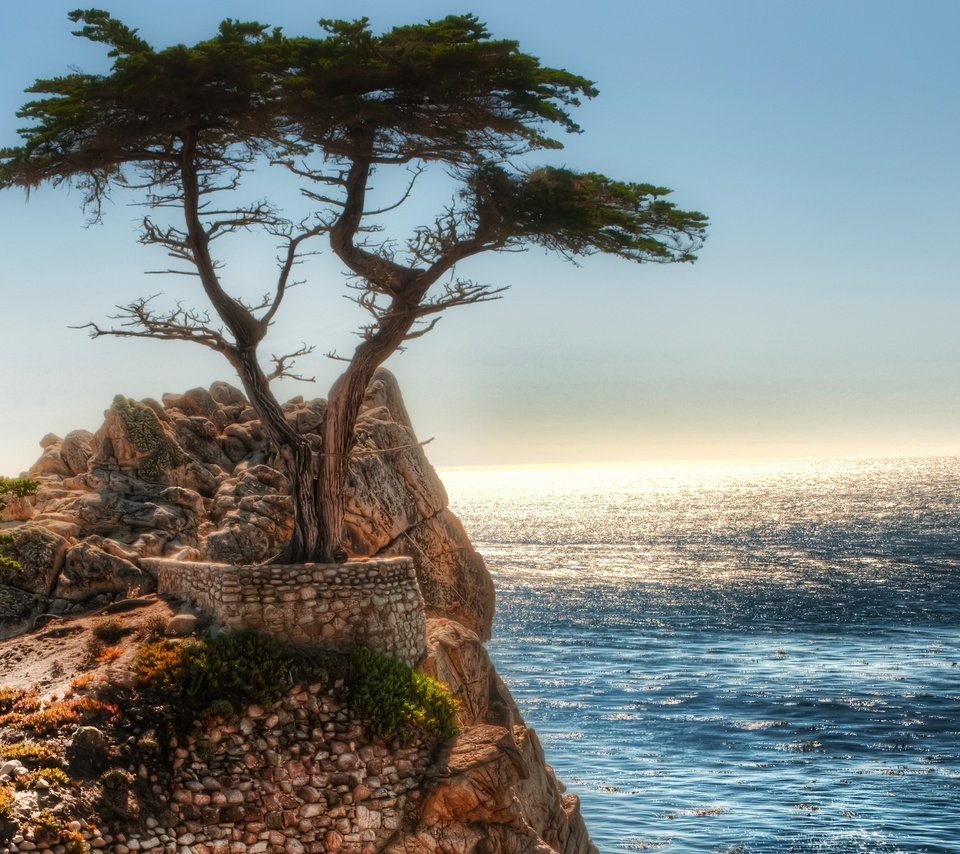 Обои скалы, дерево, океан, rocks, tree, the ocean разрешение 2560x1600 Загрузить