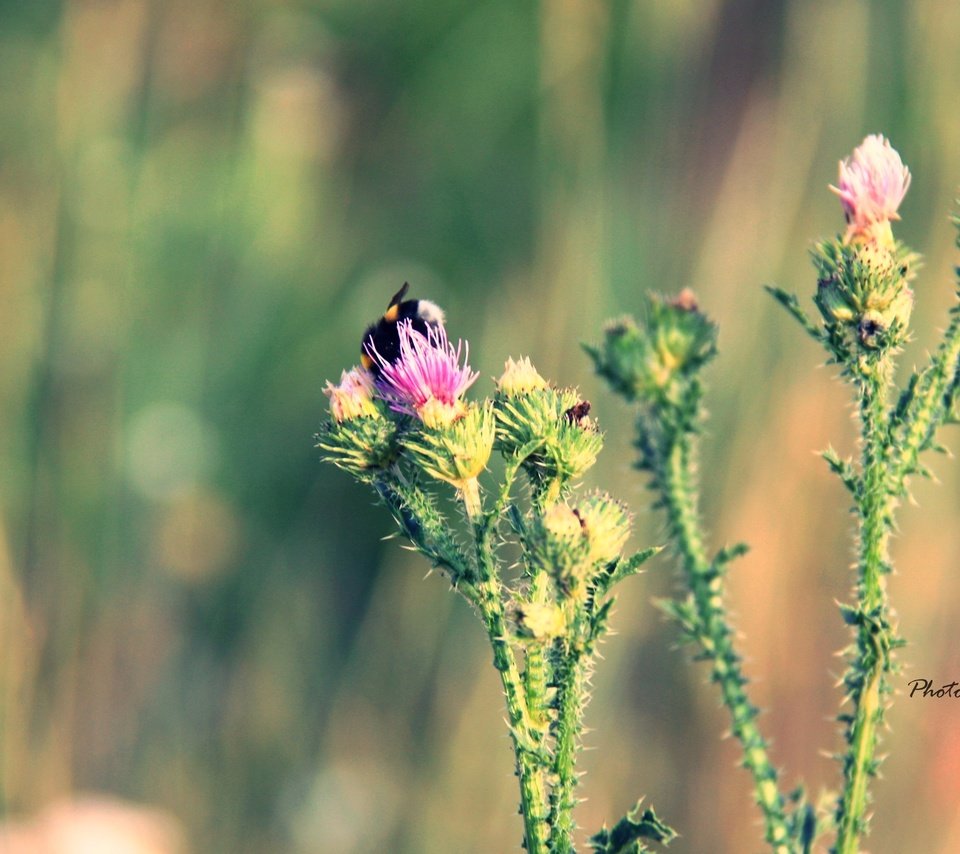 Обои макро, цветок, лето, шмель, колючка, macro, flower, summer, bumblebee, thorn разрешение 4272x2400 Загрузить