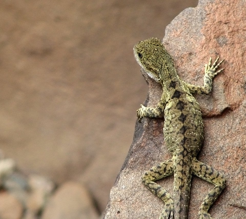 Обои камни, ящерица, австралия, stones, lizard, australia разрешение 2560x1600 Загрузить