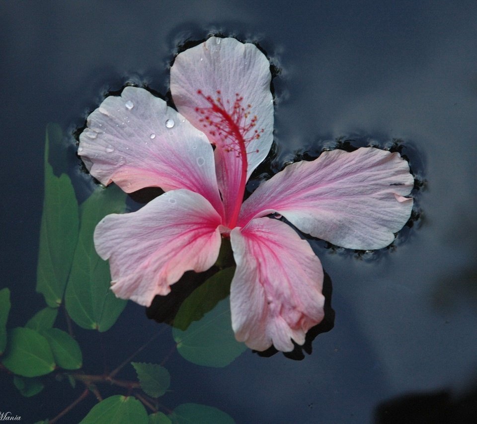 Обои вода, листья, цветок, water, leaves, flower разрешение 1920x1440 Загрузить