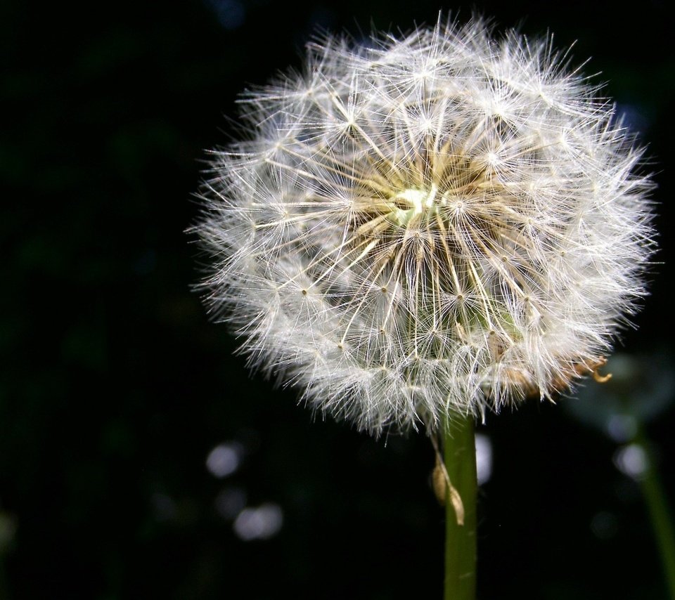 Обои одуванчик, пух, dandelion, fluff разрешение 1920x1440 Загрузить